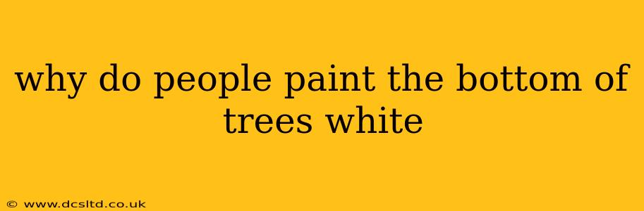 why do people paint the bottom of trees white