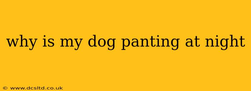 why is my dog panting at night