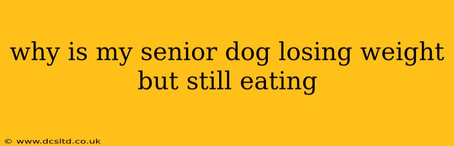 why is my senior dog losing weight but still eating