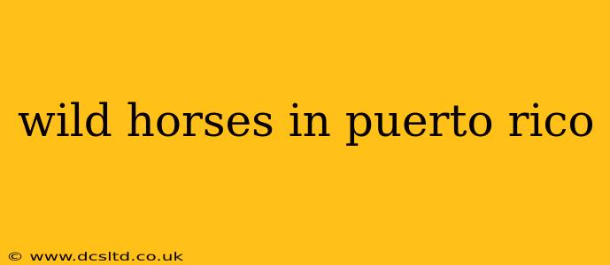 wild horses in puerto rico