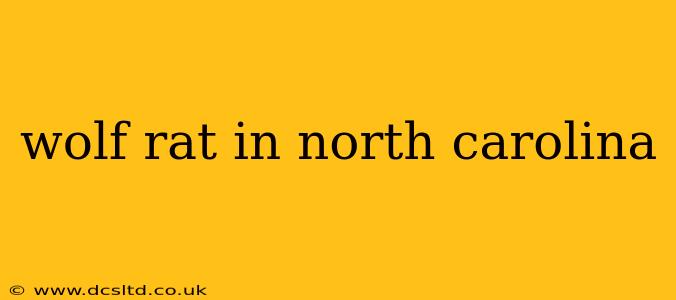 wolf rat in north carolina