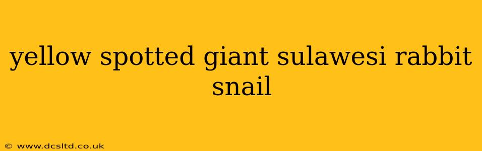 yellow spotted giant sulawesi rabbit snail