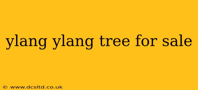 ylang ylang tree for sale