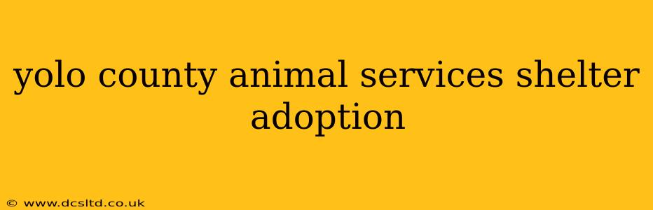 yolo county animal services shelter adoption