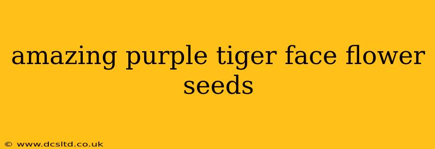 amazing purple tiger face flower seeds