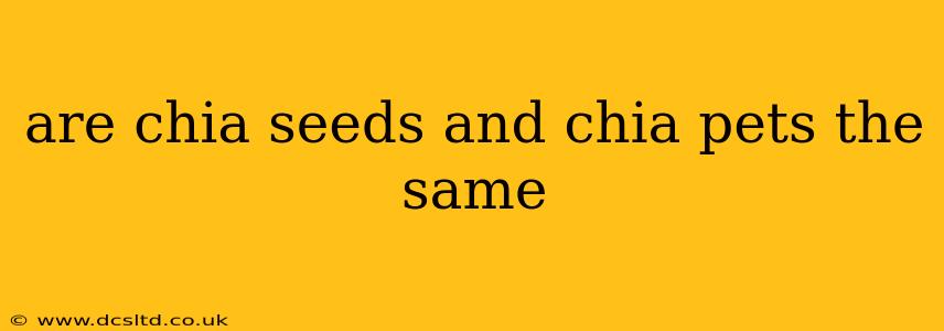 are chia seeds and chia pets the same