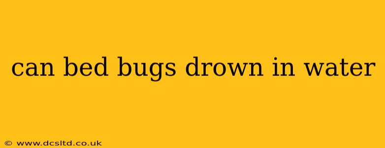 can bed bugs drown in water