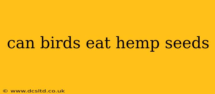 can birds eat hemp seeds