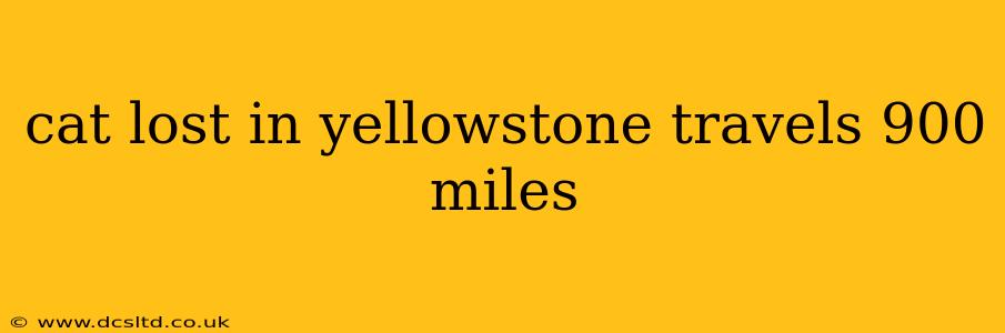 cat lost in yellowstone travels 900 miles