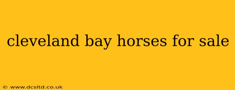 cleveland bay horses for sale