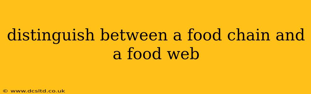 distinguish between a food chain and a food web