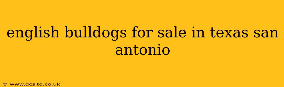 english bulldogs for sale in texas san antonio