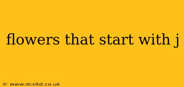 flowers that start with j