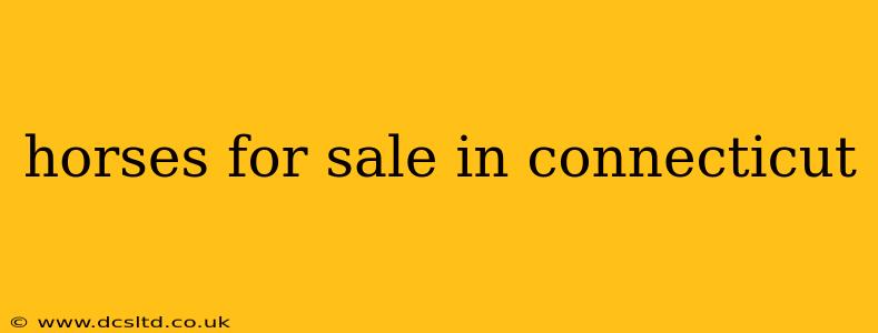 horses for sale in connecticut