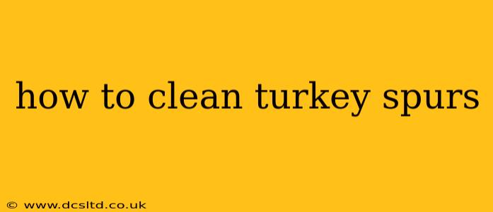 how to clean turkey spurs