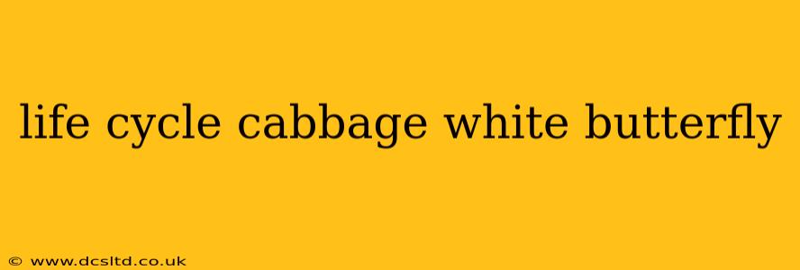 life cycle cabbage white butterfly