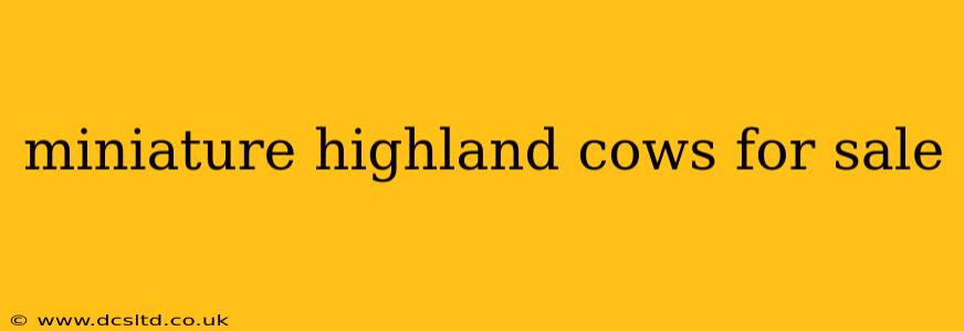miniature highland cows for sale