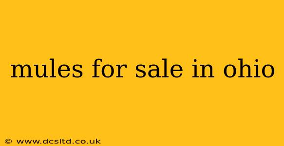 mules for sale in ohio