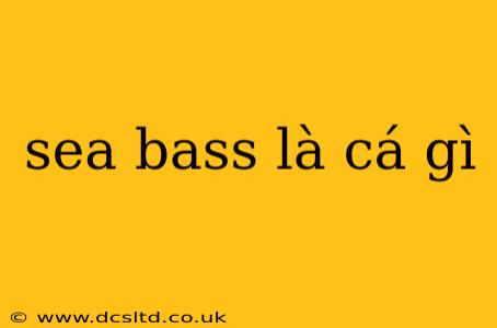 sea bass là cá gì