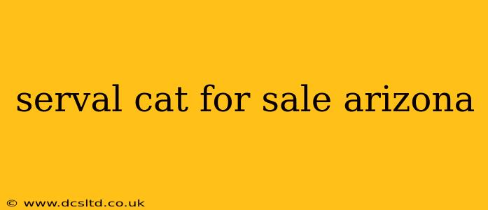 serval cat for sale arizona