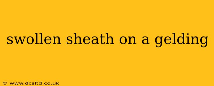 swollen sheath on a gelding