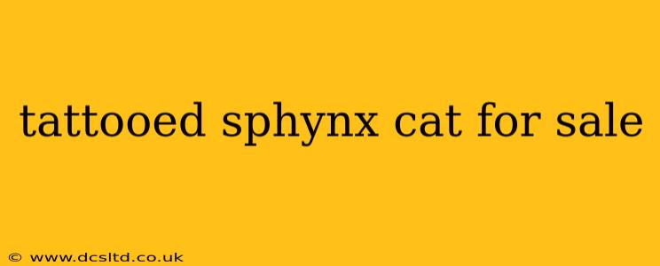 tattooed sphynx cat for sale