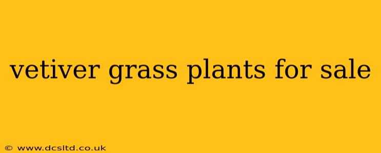vetiver grass plants for sale