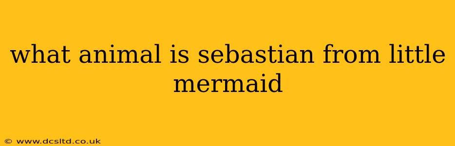 what animal is sebastian from little mermaid