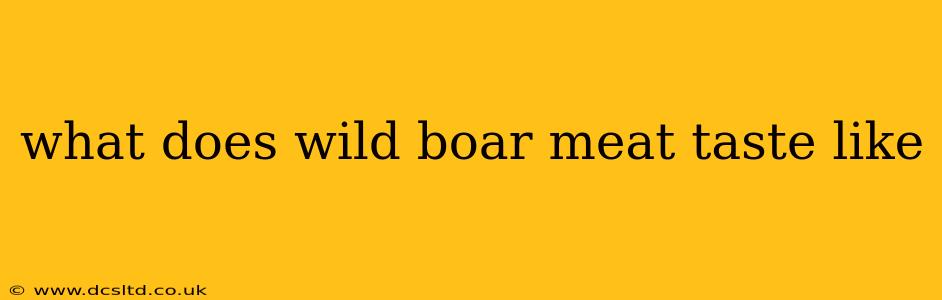 what does wild boar meat taste like
