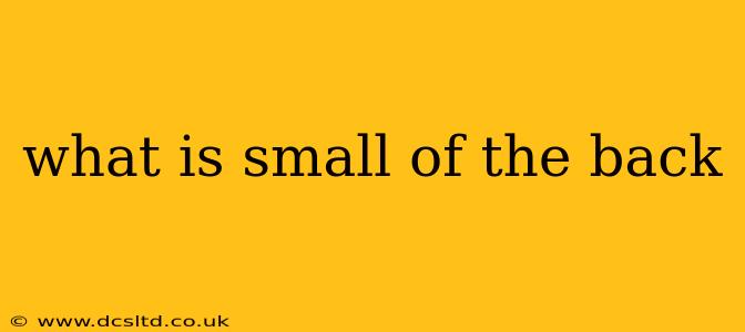 what is small of the back