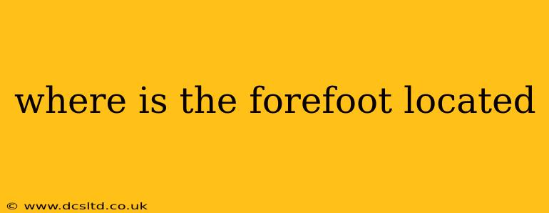 where is the forefoot located