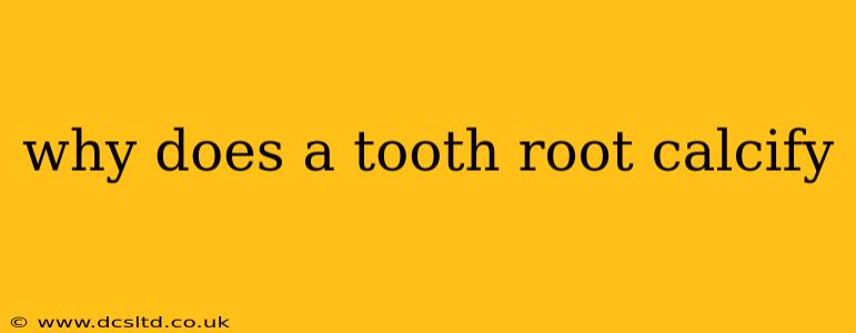 why does a tooth root calcify