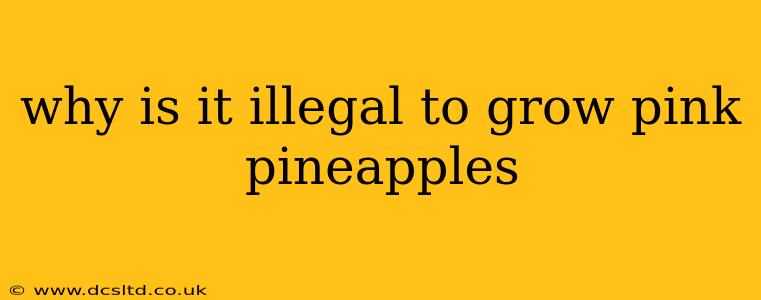 why is it illegal to grow pink pineapples